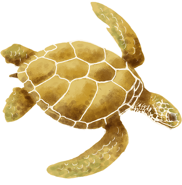 Illustration de tortue pour une carte touristique du Vietnam